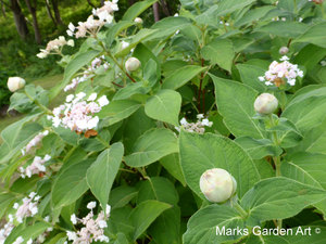 Hydrangea_201309_05.JPG