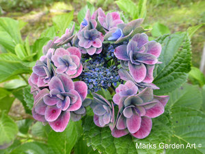 Hydrangea_201309_06.JPG