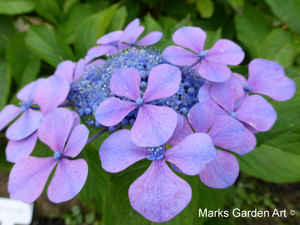 Hydrangea_201309_07.JPG