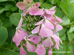 Hydrangea_201309_08.JPG