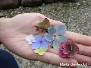 Hydrangea_201309_09.JPG