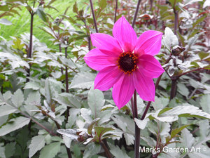 The-Savil-Gardens_201308_03.JPG