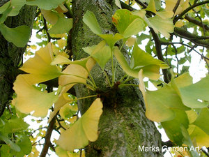 Blog_Ginkgo_biloba_01.JPG