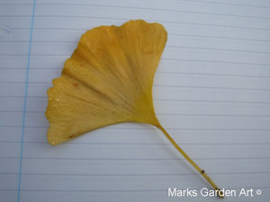 Blog_Ginkgo_biloba_02.JPG
