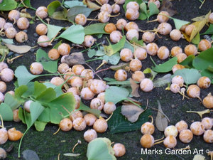 Blog_Ginkgo_biloba_03.JPG