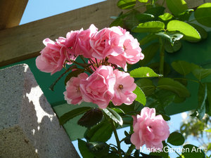 Rosa_'Angela'_02.JPG