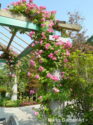 Rosa_'Angela'_03.JPG