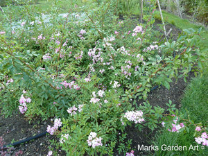 Rosa_'Ballerina'_01.JPG