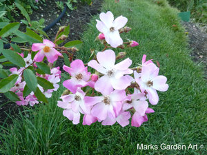Rosa_'Ballerina'_02.JPG