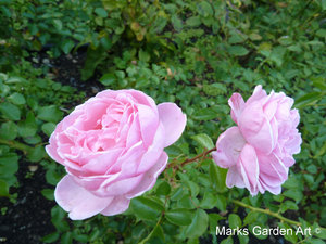 Rosa_'Home_&_Garden'_01.JPG