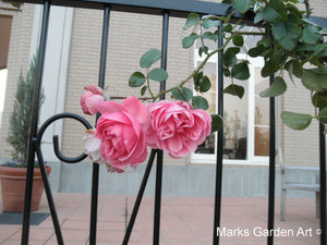 Rosa_'Home_&_Garden'_02.jpg