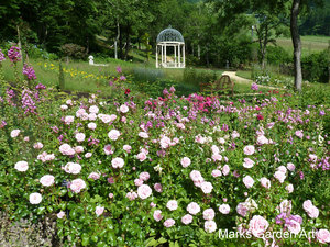 Rosa_'Home_&_Garden'_03.JPG