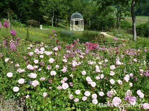 Rosa_'Home_&_Garden'_03.JPG