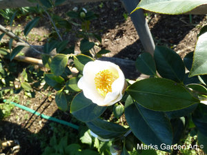 Hana-no-Chikara-Project_2013_34_201311_02.JPG