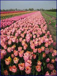 Tulip_TOHOKU_01.JPG