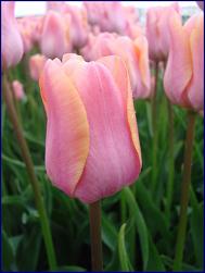 Tulip_TOHOKU_02.JPG