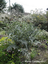 Artichoke_01.jpg