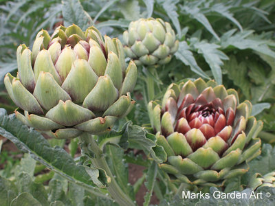 Artichoke_02.JPG