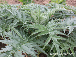 Artichoke_03.JPG