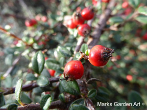 Berries_01_Cotoneaster_horizontalis.JPG