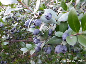 Berries_02_Myrtus_communis.JPG