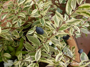 Berries_03_Myrtus_communis_cv.JPG