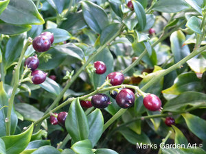 Berries_04_Sarcococca_confusa.JPG