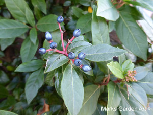 Berries_05_Viburnum_tinus.JPG