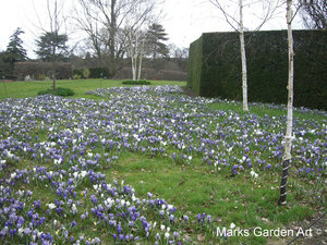 Bulbs_01_Crocus_spp_01.JPG