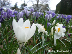 Bulbs_02_Crocus_spp_02.JPG