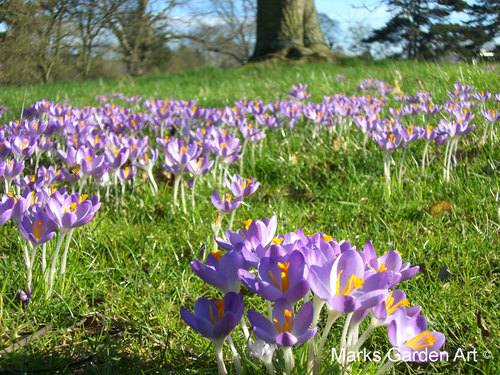 Bulbs_03_Crocus_spp_03.JPG
