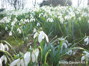 Bulbs_04_Galanthus_spp_01.JPG