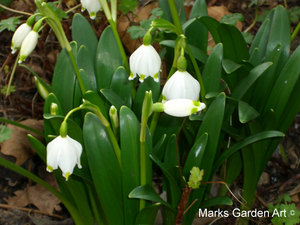 Bulbs_05_Galanthus_spp_02.JPG
