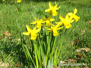 Bulbs_08_Narcissus_spp_02.JPG