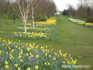 Bulbs_09_Narcissus_spp_03.JPG