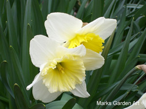 Bulbs_10_Narcissus_spp_04.JPG