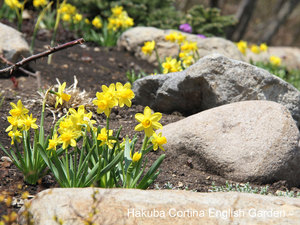Bulbs_11_Narcissus_'Tete-a-tete'_01.JPG