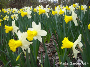Bulbs_12_Narcissus_'Wisley'_01.JPG
