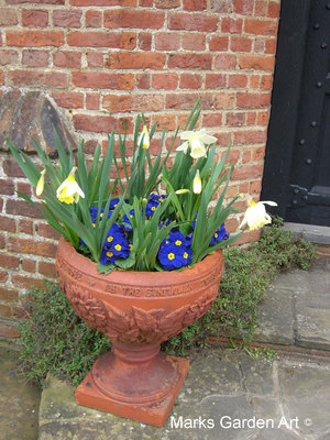 Bulbs_13_Narcissus_spp_05.JPG