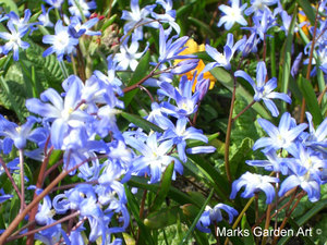 Bulbs_14_Chionodoxa.spp_01.JPG