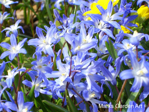 Bulbs_15_Chionodoxa.spp_02.JPG