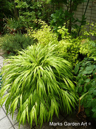 Hakonechloa_macra_'All_Gold'_01.JPG