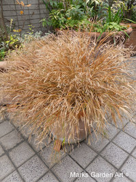 Hakonechloa_macra_'All_Gold'_02.JPG