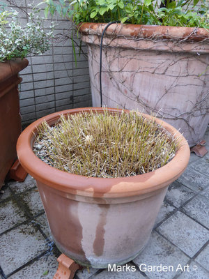 Hakonechloa_macra_'All_Gold'_03.JPG