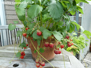 Berries_06_Strawberries_01.JPG