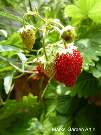 Berries_07_Strawberries_02.JPG