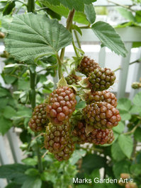 Berries_08_Black-berries_01.JPG