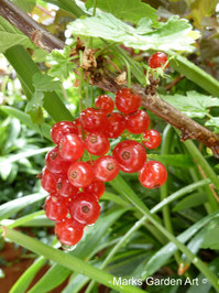 Berries_09_Red-Current_01.JPG