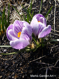 Crocus_01.JPG