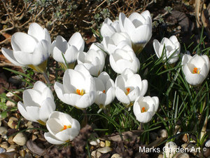 Crocus_02.JPG